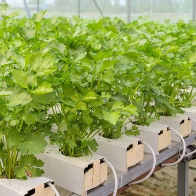 1209cm * 235cm * 239cm Conteneur verticale pour l'agriculture Serre avec installation hydroponique