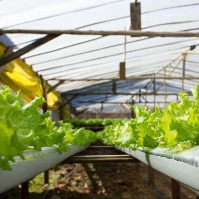 1209cm * 235cm * 239cm Conteneur verticale pour l'agriculture Serre avec installation hydroponique
