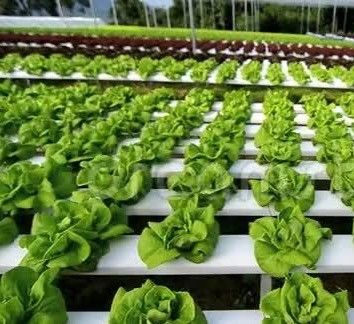 1209cm * 235cm * 239cm Conteneur verticale pour l'agriculture Serre avec installation hydroponique