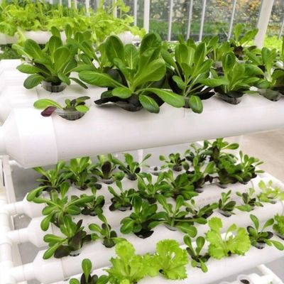 1209cm * 235cm * 239cm Conteneur verticale pour l'agriculture Serre avec installation hydroponique