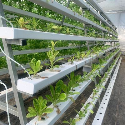 Élevage vertical Serre de conteneur de transport avec hydroponie et structure en acier