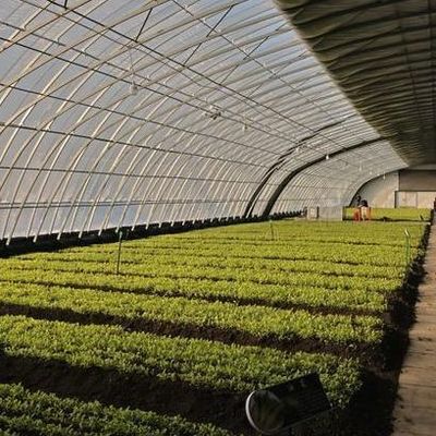 Mètre carré Cultivation commerciale de concombres Solution de serre à lumière solaire avec production