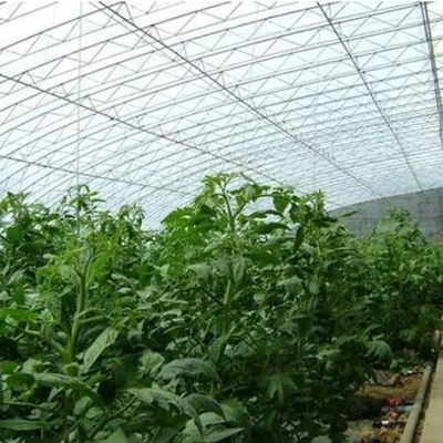 Mètre carré Cultivation commerciale de concombres Solution de serre à lumière solaire avec production