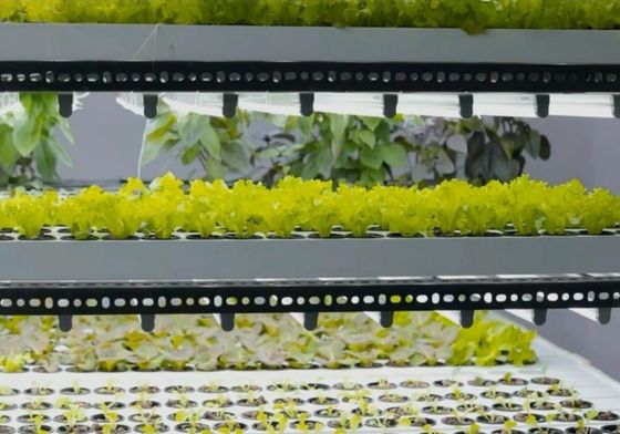 Structure en acier Système hydroponique Serre de conteneur pour solution d'agriculture verticale