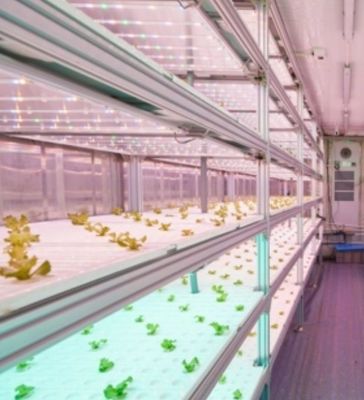 Structure en acier Système hydroponique Serre de conteneur pour solution d'agriculture verticale