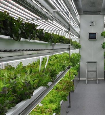 Structure en acier Système hydroponique Serre de conteneur pour solution d'agriculture verticale
