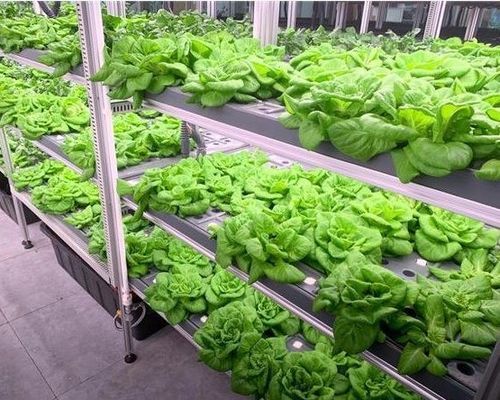 Structure en acier Système hydroponique Serre de conteneur pour solution d'agriculture verticale