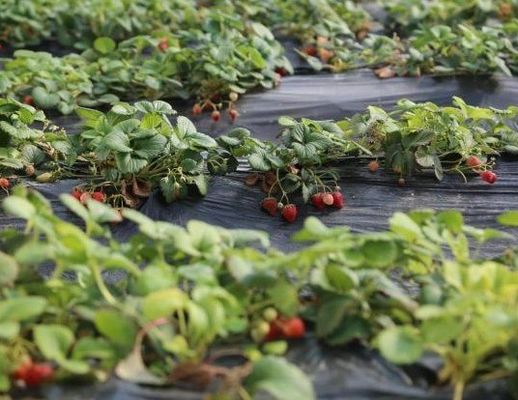 Monnaie américaine Tomates commerciales Plantation de serre à la lumière du soleil pour une production optimale de cultures