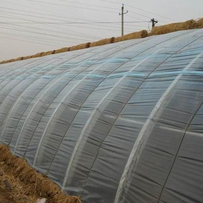 Monnaie américaine Tomates commerciales Plantation de serre à la lumière du soleil pour une production optimale de cultures