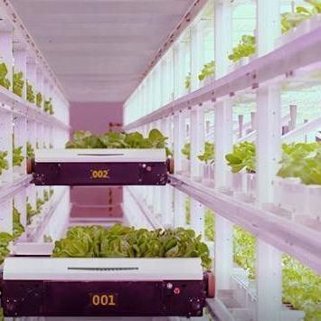 Serre de conteneur de transport pour l'agriculture verticale hydroponique dans l'industrie commerciale