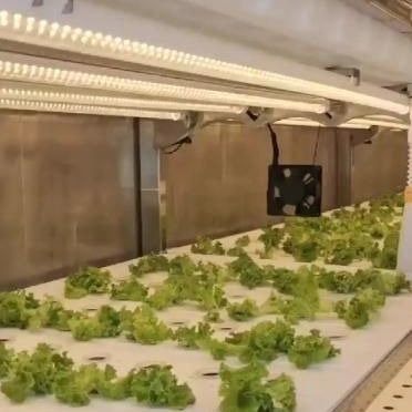 Serre de conteneur de transport pour l'agriculture verticale hydroponique dans l'industrie commerciale