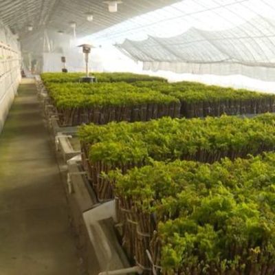 Système d'irrigation optimisé pour serre à lumière solaire de tomate avec une seule étendue JX-SG-127