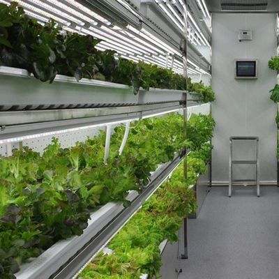Serre à conteneur pour agriculture verticale commerciale avec système hydroponique