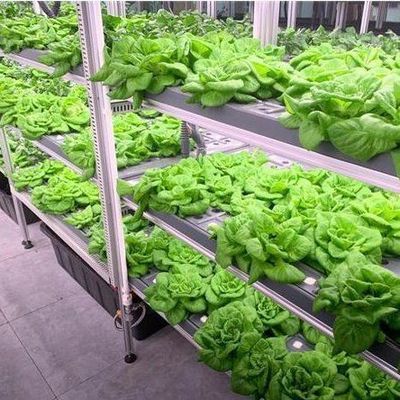 Serre à conteneur pour agriculture verticale commerciale avec système hydroponique