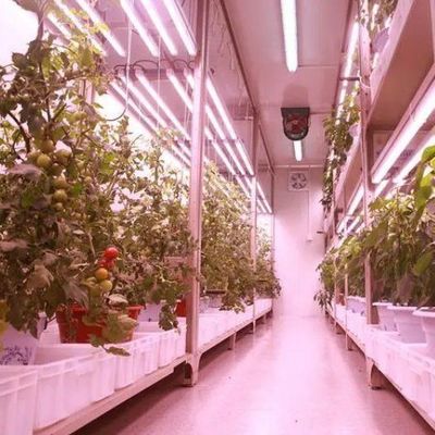 Serre à conteneur pour agriculture verticale commerciale avec système hydroponique
