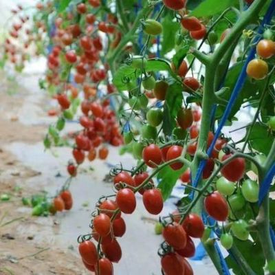 Serre de chauffage temporaire à climat contrôlé pour les tomates et les concombres