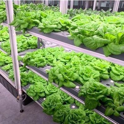 Système hydroponique pour les légumes Serre pour la culture verticale JX-CG-103