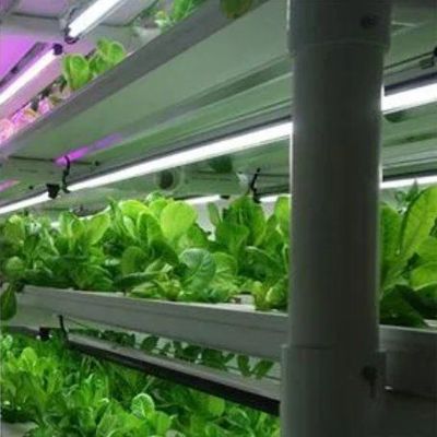 Système hydroponique pour les légumes Serre pour la culture verticale JX-CG-103