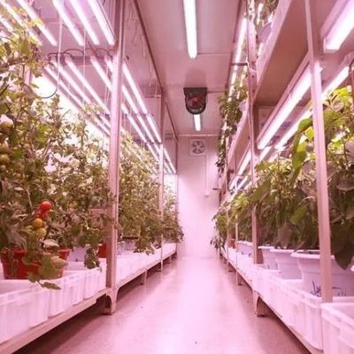 Système hydroponique pour les légumes Serre pour la culture verticale JX-CG-103