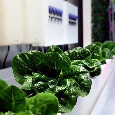 Système hydroponique pour les légumes Serre pour la culture verticale JX-CG-103