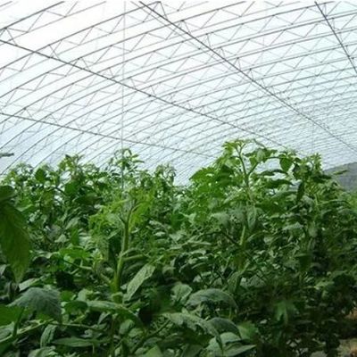 Serre à lumière solaire à structure en acier/parement à régulation de l'humidité pour la culture des légumes