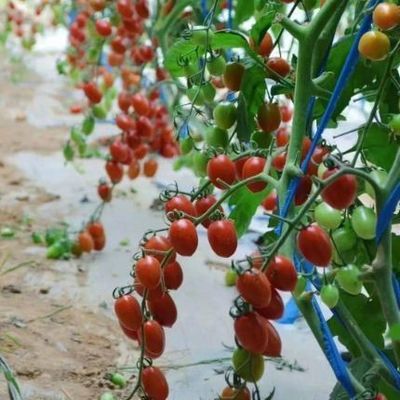 Serre à lumière solaire à structure en acier/parement à régulation de l'humidité pour la culture des légumes