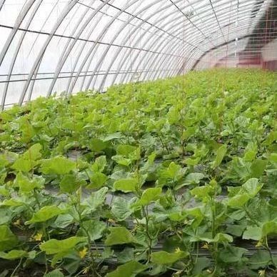 Serre à lumière solaire à structure en acier/parement à régulation de l'humidité pour la culture des légumes