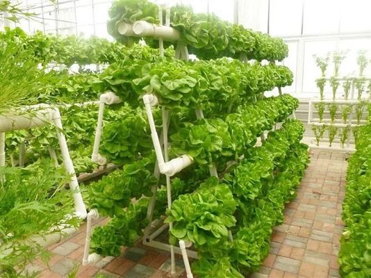 Grande serre à conteneurs verticaux avec couverture en acier et technologie hydroponique