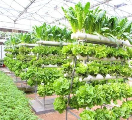 Grande serre à conteneurs verticaux avec couverture en acier et technologie hydroponique