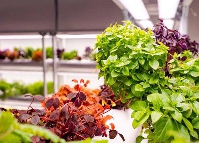 Grande serre à conteneurs verticaux avec couverture en acier et technologie hydroponique