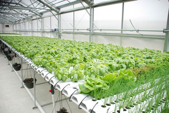 Grande serre à conteneurs verticaux avec couverture en acier et technologie hydroponique