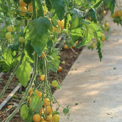 Juxiang Arrosage automatisé Serre solaire pour légumes Ventilation et ombrage