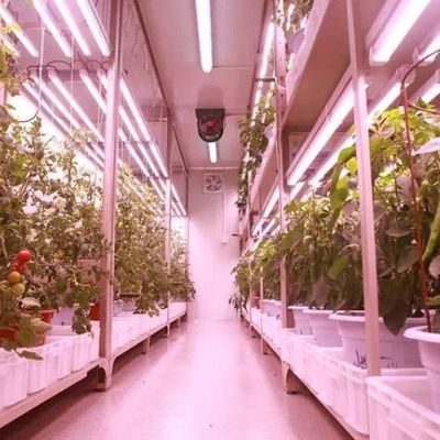 Serre commerciale polyvalente pour l'agriculture verticale hydroponique dans un conteneur de transport