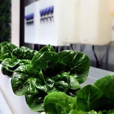 Serre commerciale polyvalente pour l'agriculture verticale hydroponique dans un conteneur de transport