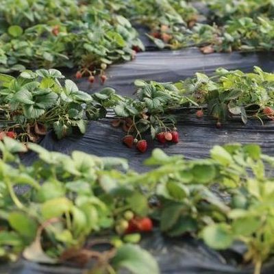 Système d'irrigation Lumière solaire Serre pour légumes