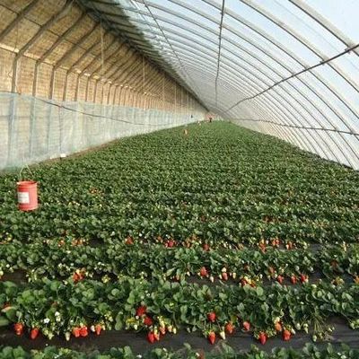 Serre à double couche et à toit en arc pour la culture de tomates