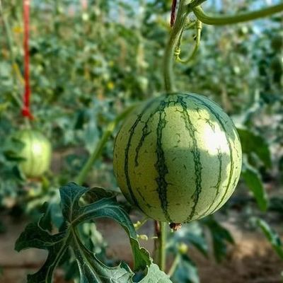 Serre à double couche destinée à la culture des légumes et à la production de chauffage temporaire