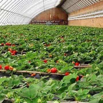 Serre à double couche destinée à la culture des légumes et à la production de chauffage temporaire