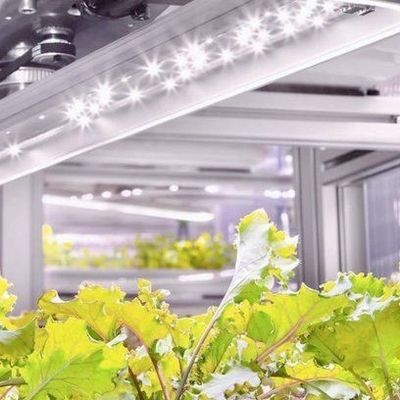 Serre hydroponique d'agriculture verticale dans un récipient à 40HQ avec structure en acier