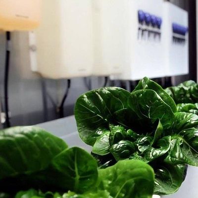Serre hydroponique d'agriculture verticale dans un récipient à 40HQ avec structure en acier