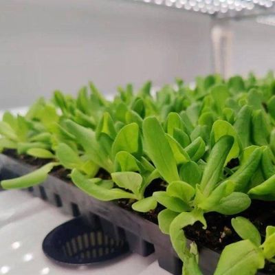 Serre hydroponique d'agriculture verticale dans un récipient à 40HQ avec structure en acier