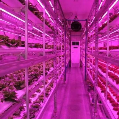 Serre hydroponique d'agriculture verticale dans un récipient à 40HQ avec structure en acier