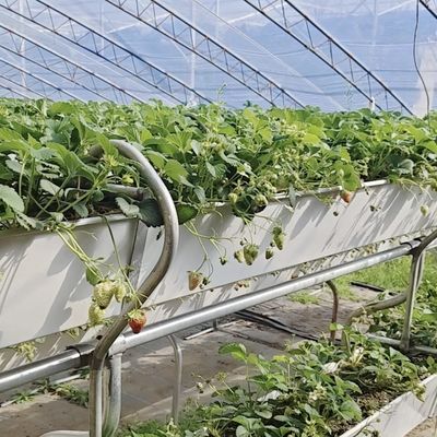 Serre à la lumière du soleil pour la culture commerciale de tomates avec coût d'expédition et conception