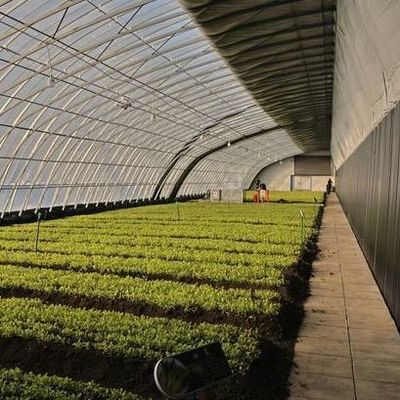 Serre à la lumière du soleil pour la culture commerciale de tomates avec coût d'expédition et conception