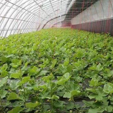 Serre à la lumière du soleil pour la culture commerciale de tomates avec coût d'expédition et conception