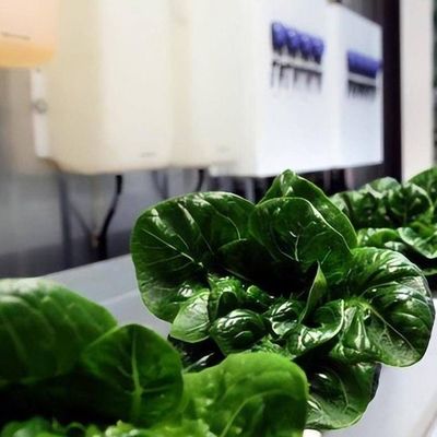Serre à conteneur verticale pour l'agriculture avec caractéristiques hydroponiques