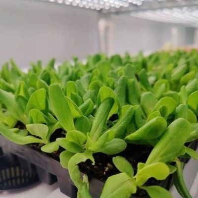 Serre à conteneur verticale pour l'agriculture avec caractéristiques hydroponiques