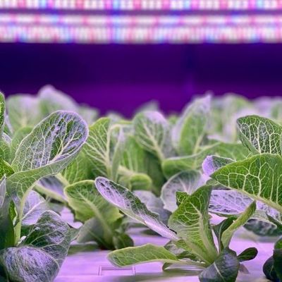 Serre à conteneur verticale pour l'agriculture avec caractéristiques hydroponiques