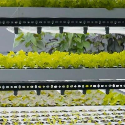 Serre de conteneur de transport maritime à longue portée pour système d'agriculture verticale hydroponique