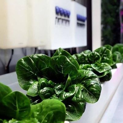 Serre de conteneur de transport maritime à longue portée pour système d'agriculture verticale hydroponique